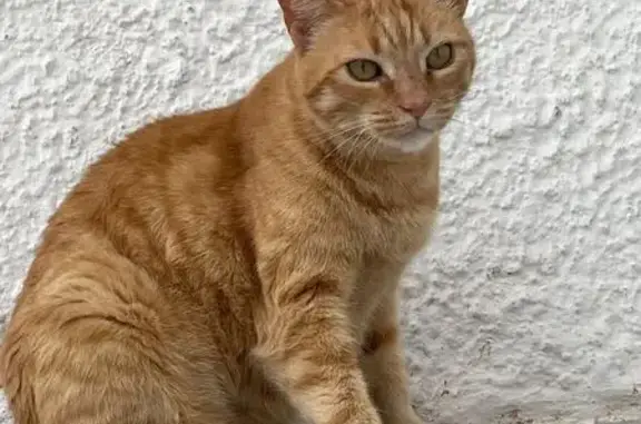 ¡Ayuda a encontrar a gata perdida en Pallejà!