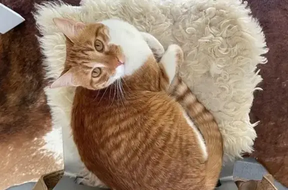 Animaux perdus Tours, photo: Chat perdu à Tours, quartier Rabelais