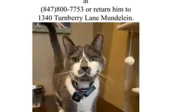 Lost Cat on Turnberry Lane, Mundelein