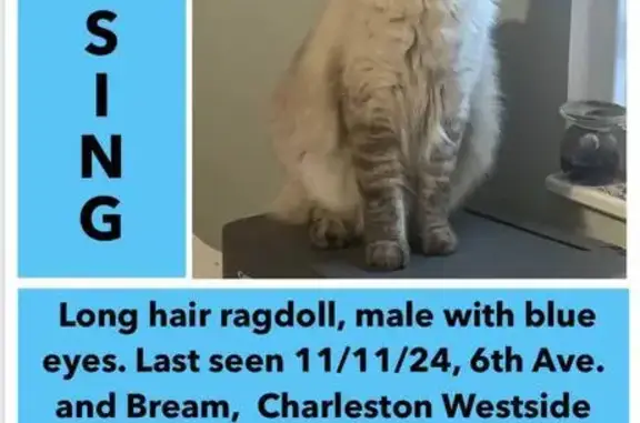 Lost Ragdoll Cat: Sampson in Charleston