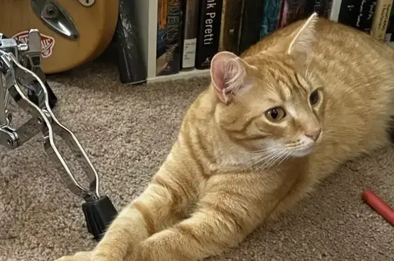 Help Find Hank: Lost Cat in Fairmont