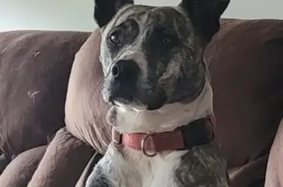 Missing Brindle Dog on Tallulah Drive