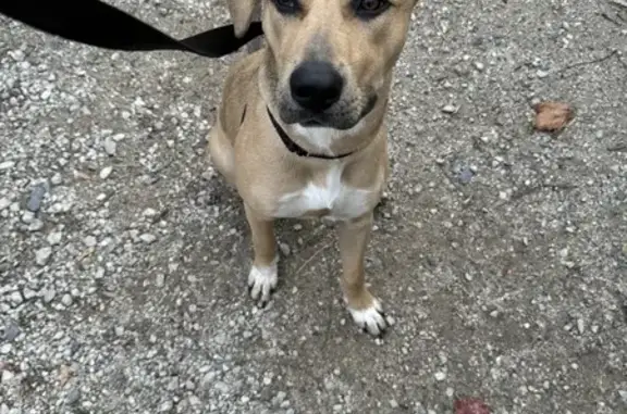 Found: Young Female Dog in Chicago