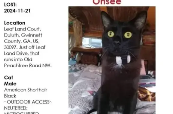 Help Find Ohsee: Missing Black Cat in Duluth