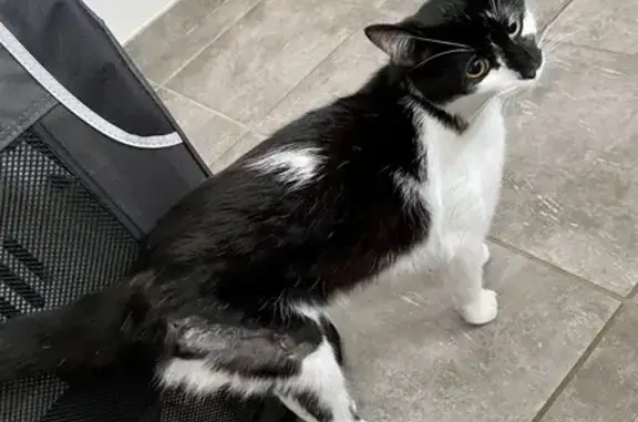 Chat noir et blanc perdu à Billom - photo