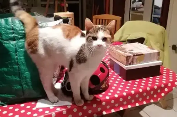 Chat jeune trouvé, sociable, Bonson - photo