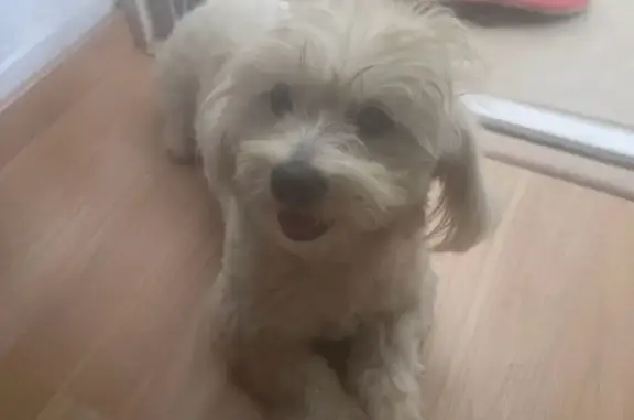 Chien perdu Cagnes-sur-Mer, photo : Bichon blanc perdu à Cagnes-sur-Mer