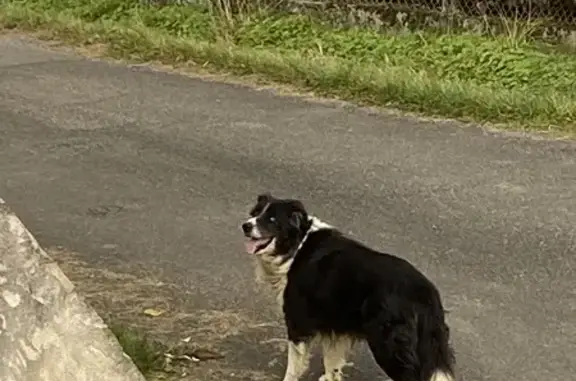 Animaux trouvés Miélan, photo: Chien trouvé à Casterou, Miélan
