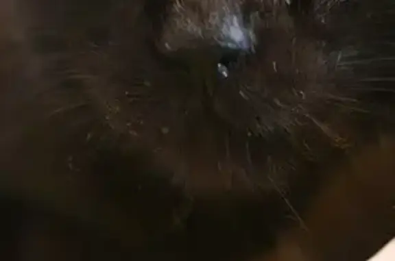 Animaux trouvés , photo: Chat noir femelle trouvée, maigre et câline