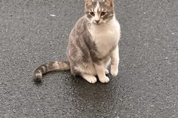 Chat trouvé Périgueux, photo: Chat mâle gris/blanc trouvé à Périgueux