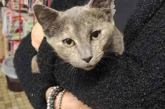 Chaton trouvé à Brive quartier Tujac - photo