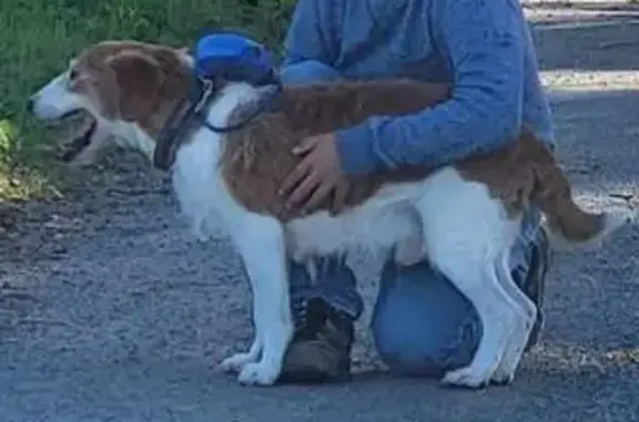 Fox terrier mâle perdu à Légny - photo