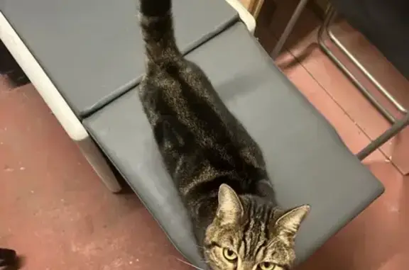 Chat trouvé câlin et sociable à Chuisnes - photo
