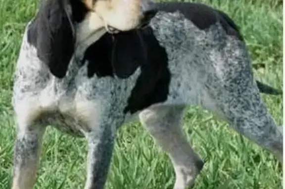 Animaux perdus Bourgogne-Franche-Comté, photo: Chien griffon bleu perdu à Chastellux