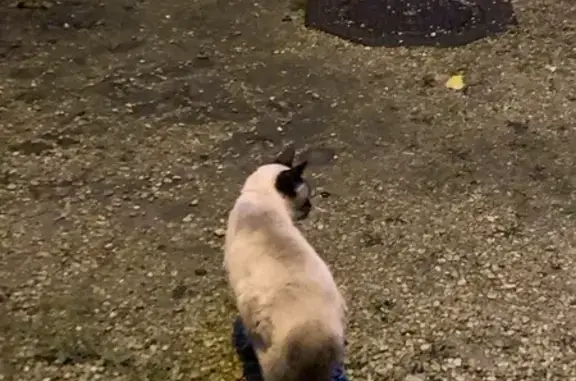 Chat aperçu dans un squat à Lille - photo