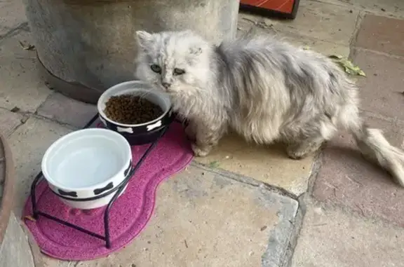 Chat mâle trouvé Route de Bordeaux - photo