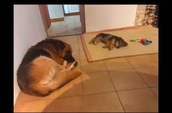 Berger allemand et chiot perdus à Parennes - photo