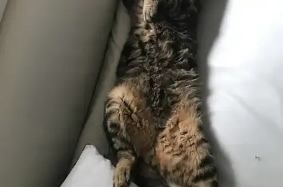 Chat perdu, Tassin-la-Demi-Lune, photo: Chat Simba disparu à Tassin-la-Demi-Lune