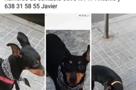 ¡Perro Pincher negro perdido en Córdoba!