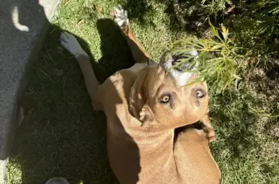 Lost Dog: Friendly, Light Brown, Hwy 26