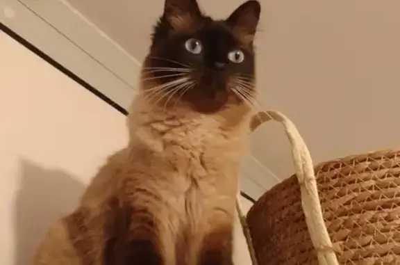 Animaux perdus Toulouse, photo: Chat siamois perdu à Toulouse