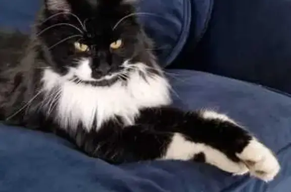 Chatte européenne perdue à Saint-Louis - photo
