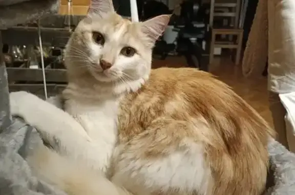 Chat blanc et beige perdu à Valromey-sur-Séran - photo
