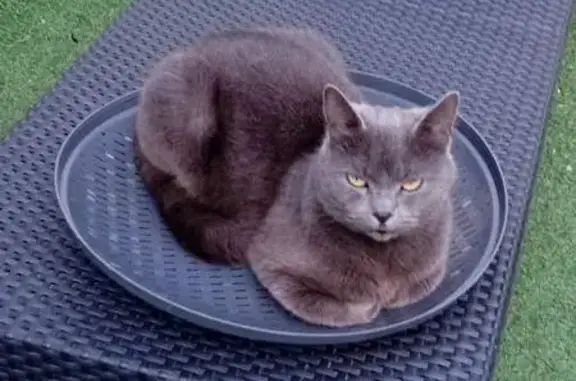 Animaux perdus Béziers, photo: Chartreux gris perdu, rue Gérard Philipe