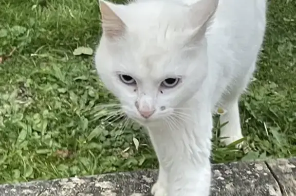 Animaux trouvés Romilly-sur-Seine, photo: Chat blanc sociable trouvé à Romilly-sur-Seine