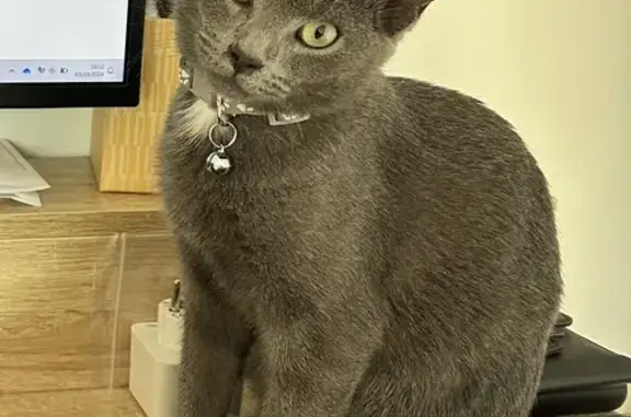 Chat perdu, Vern-sur-Seiche, photo: Chat perdu : Pippa, collier gris, Vern-sur-Seiche