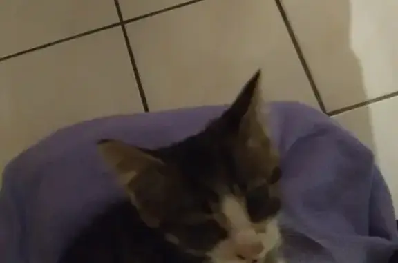 Chaton coryza confié SPA Saint-Léger - photo