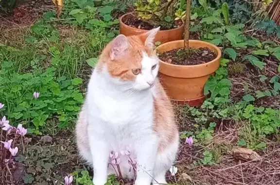 Animaux perdus , photo: Chat roux et blanc perdu à Saint-Hilaire