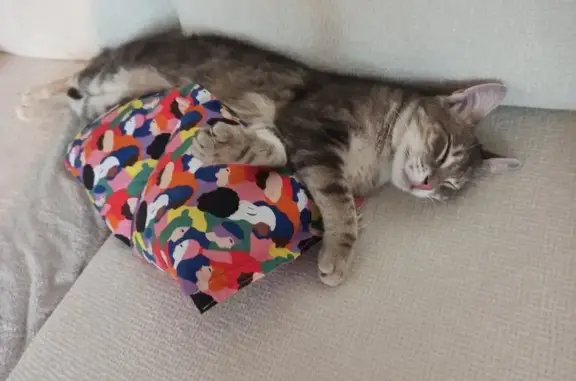 Chat mâle tigré disparu à Bourlens - photo
