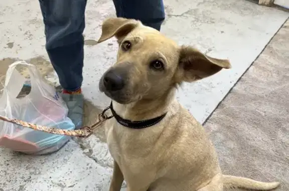 Found: Tan Female Dog on St. Charles Ave