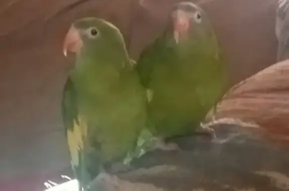 Lost Amazonian Parrots: Reward...