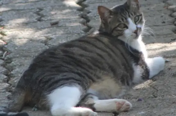 Chat perdu, Vervins, photo: Chat perdu, Rue de la Liberté, Vervins