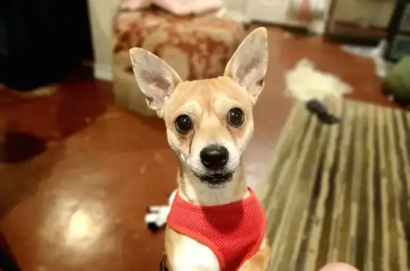 Lost Rat-Chi in Leon Valley: Help Find!