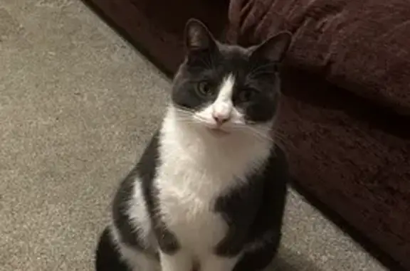 Help Find Hunter: Grey & White Cat Lost