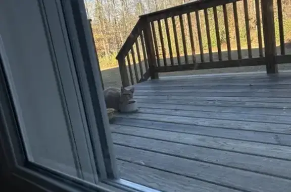 Friendly Orange Cat Visits Daily in Baldwin