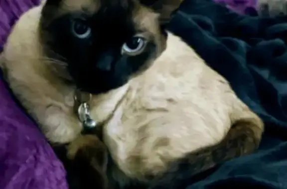 Lost Siamese Cat: Franklin Meadows Dr