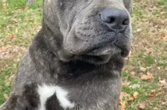 Found: Male Cane Corso on Byrnes Mill Rd