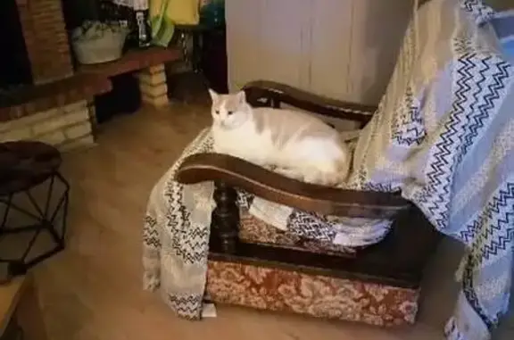 Chat mâle blanc crème perdu à La Chapelle - photo