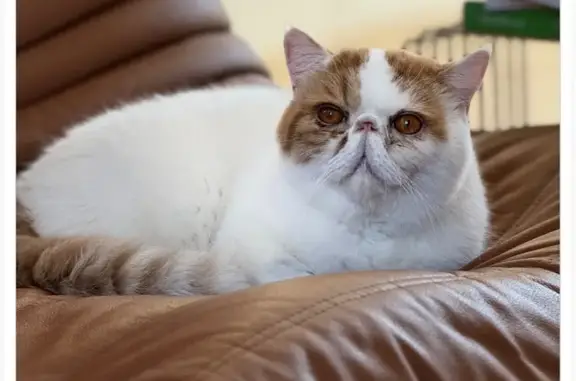 Animaux perdus , photo: Chat disparu Fille (fl535231)