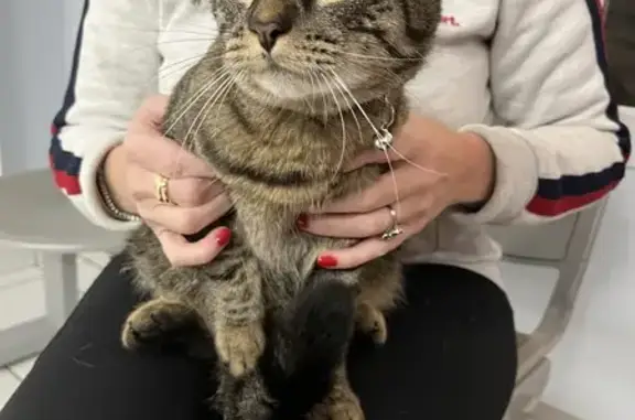Chat trouvé Garçon, Replonges (ff535232) - photo