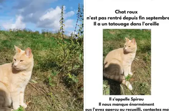 Chat perdu, , photo: Chat perdu à Azy, Centre-Val de Loire