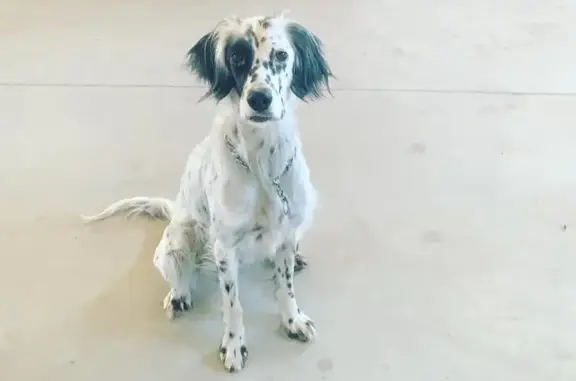 Perro Perdido: Setter Inglés Atenea