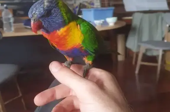 Heat-Stressed Rainbow Lorikeet...