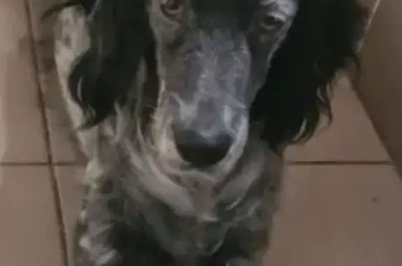 Chien disparu Fille, Sarbazan (fl535239) - photo