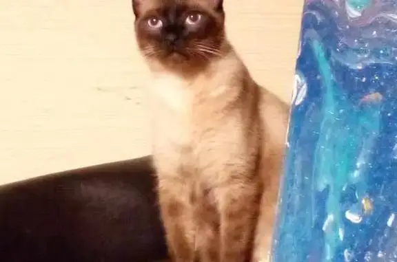 Lost Siamese Cat 'Potato' - Help Find Him!