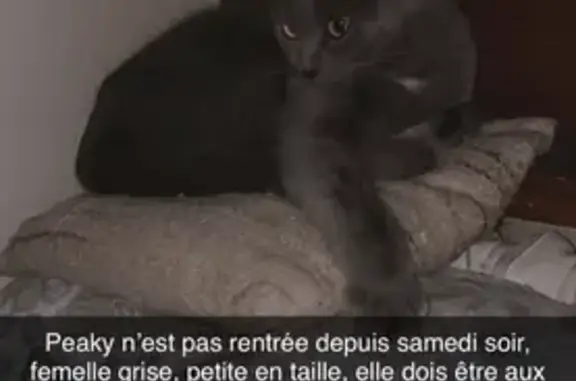 Chat perdu à Stotzheim, Route Romaine - photo